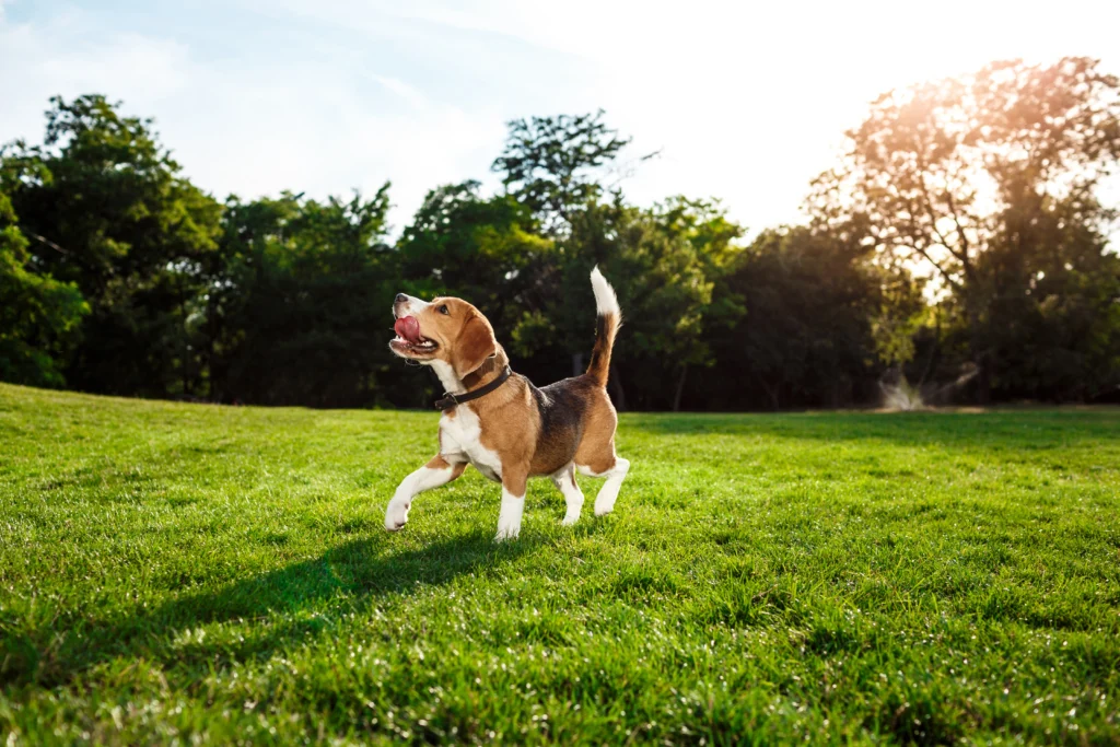 cachorro caminhando alegre em parque ilustrando o assunto cuidados com cachorros