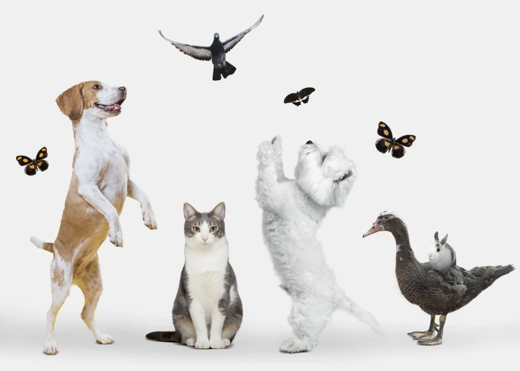 imagem de animais de estimação