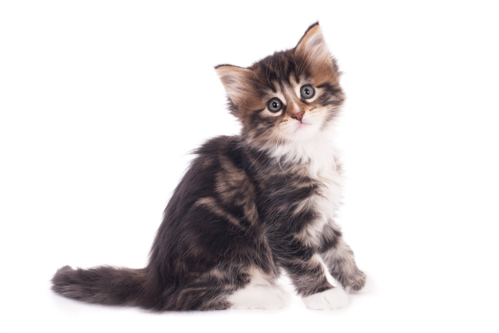 gato filhote com pelo escuro indicando cuidados de saúde com gatos filhotes