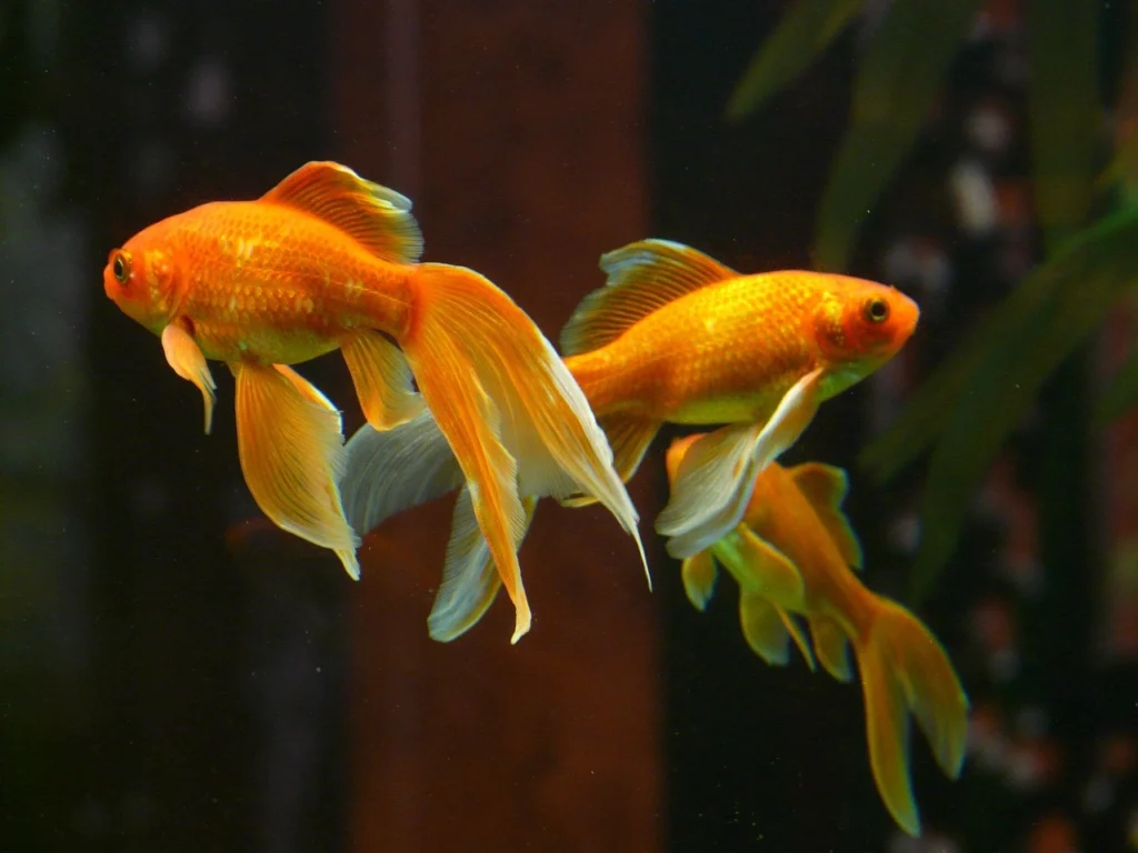 alevinos de kingios ou peixes dourados ilustrando o assunto de como cuidar dessa espécie de peixe
