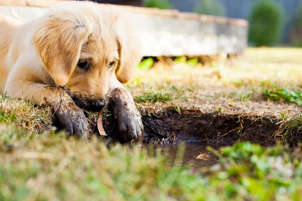cachorro filhote com as patas sujas ilustrando o assunto sobre como escolher banho e tosa perto de mim