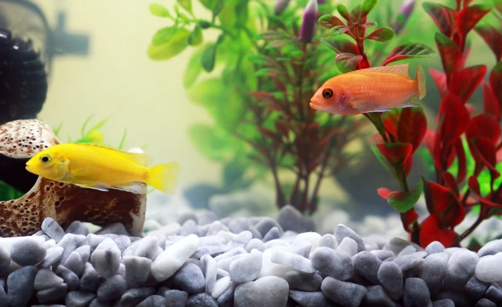 peixes amarelo e laranja em aquario cheio de plantas aquaticas ilustrando o assunto de como cuidar de peixes no aquario