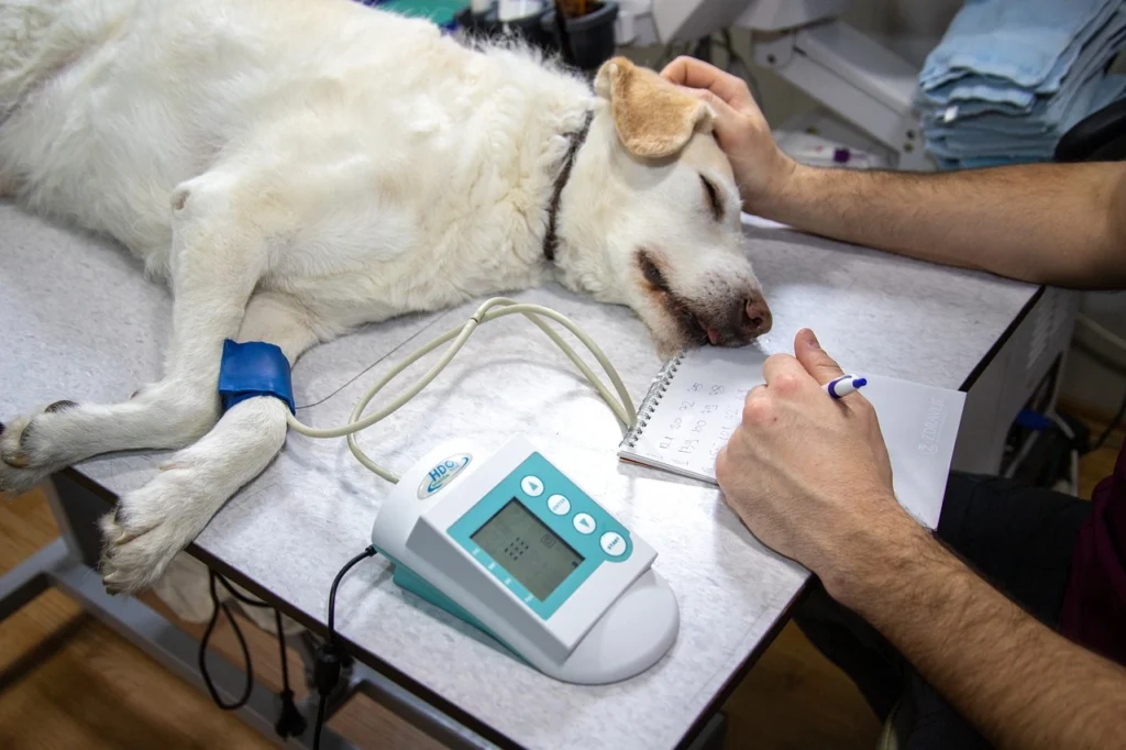 cachorro sendo cuidado por veterinário ilustrando o assunto como escolher clinica veterinaria