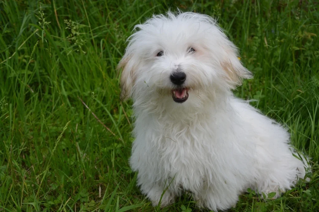 cachorro branco olhando e sorrindo ilustrando o assunto de como escolher pet shop