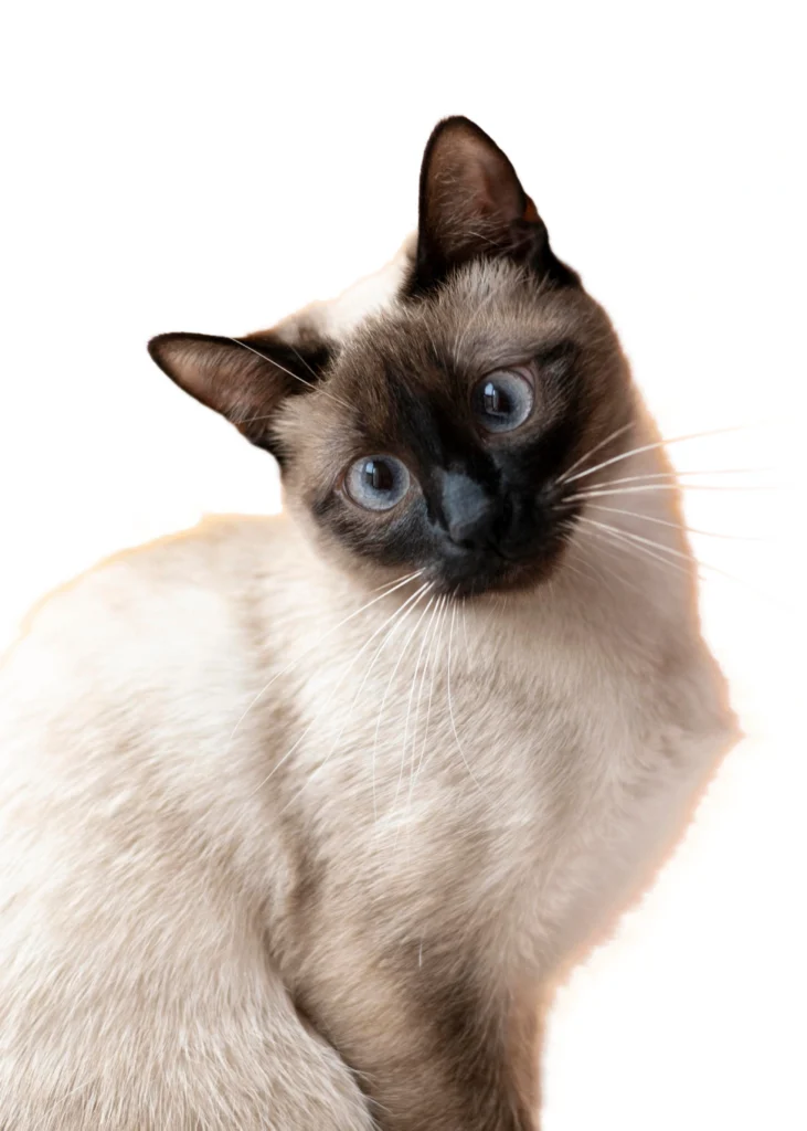 gato siamês ilustrando o assunto cuidados antes de adotar ou comprar um gato