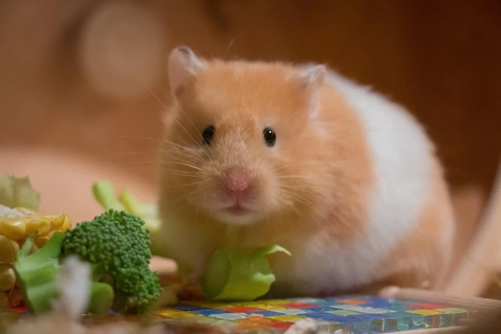 hamster ao lado de alimentos ilustrando o artigo como cuidar de um hamster