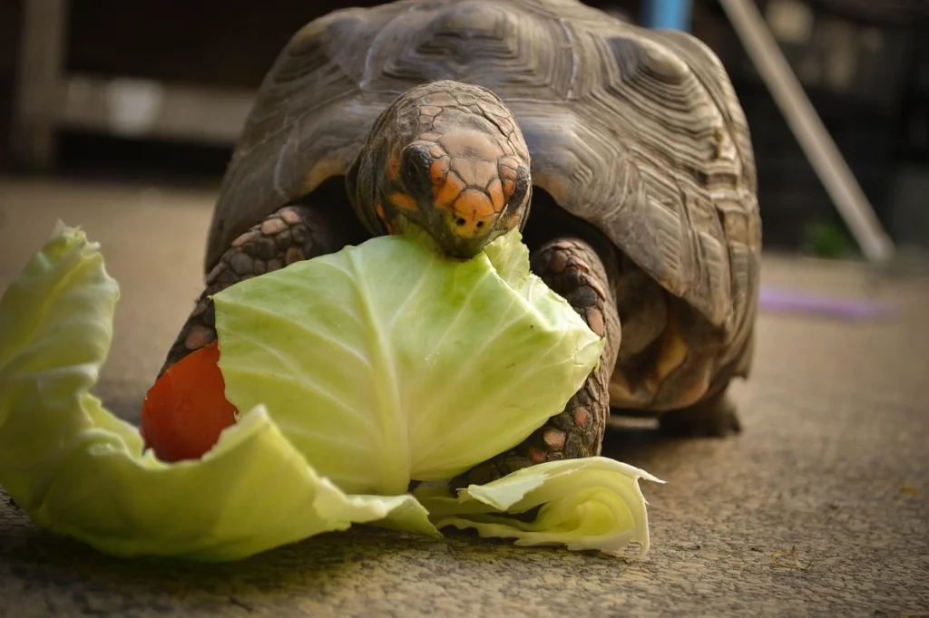 jabuti comendo folha ilustrando o tema como cuidar de tartaruga
