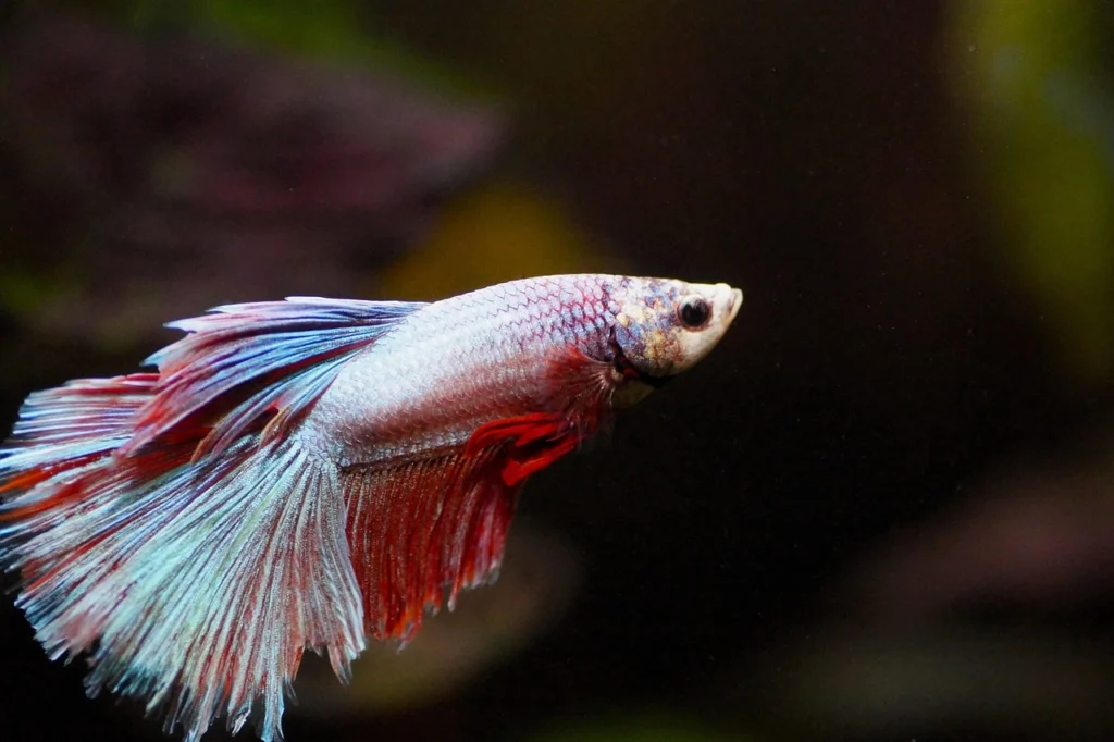 peixe beta nas cores branca, vermelha e azul nadando em aquário ilustrando o assunto como cuidar de peixe beta