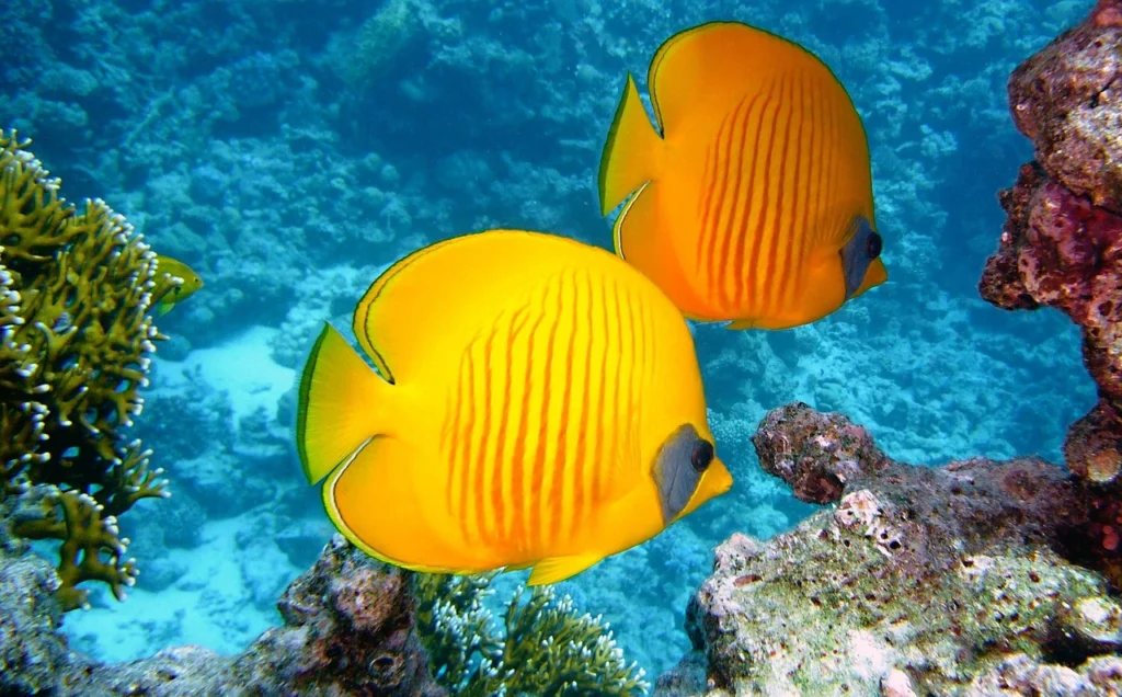 peixes amarelos nadando em aquario ilustrando o assunto de como escolher peixes como animal de estimação