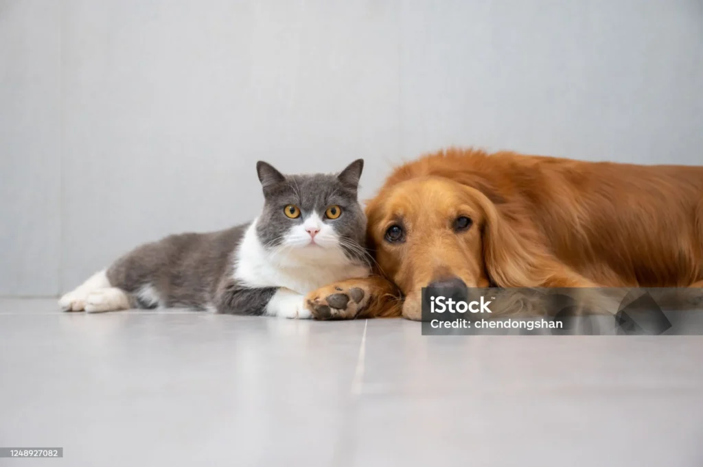 cachorro e gato deitados lado a lado indicando a matéria sobre curiosidades sobre animais de estimação