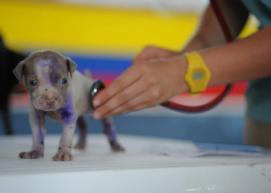 cachorro filhote sendo examinado pelo veterinario ilustrando o tema castração de cães e gatos