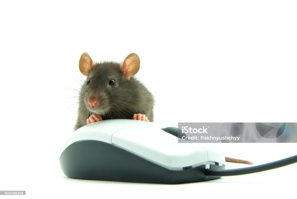 rato twsiter ao lado de mouse