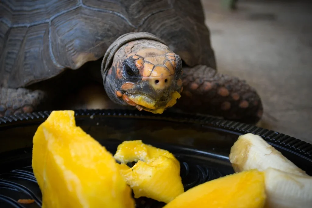 tartaruga comendo frutas ilustrando o assunto de cuidados essenciais com tartarugas
