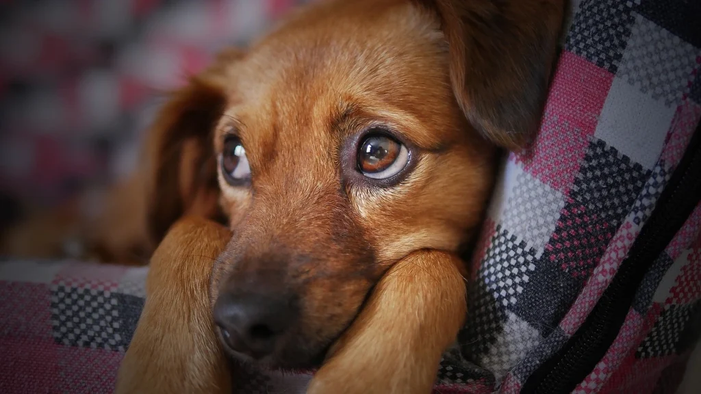 cachorro encolhido no colo de dono ilustrando o tema como proteger cachorro no frio