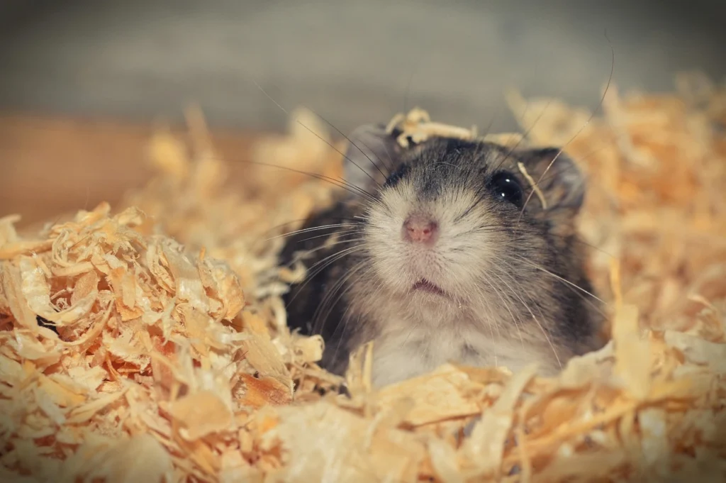 hamster anão em gaiola em meio à serragem olhando para cima ilustrando o assunto principais espécies de hamsters
