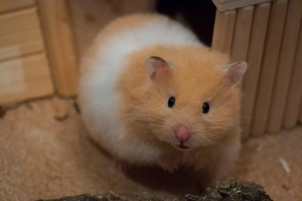 hamster sírio em seu habitat ilustrando o tópico sobre essa espécie de hamster