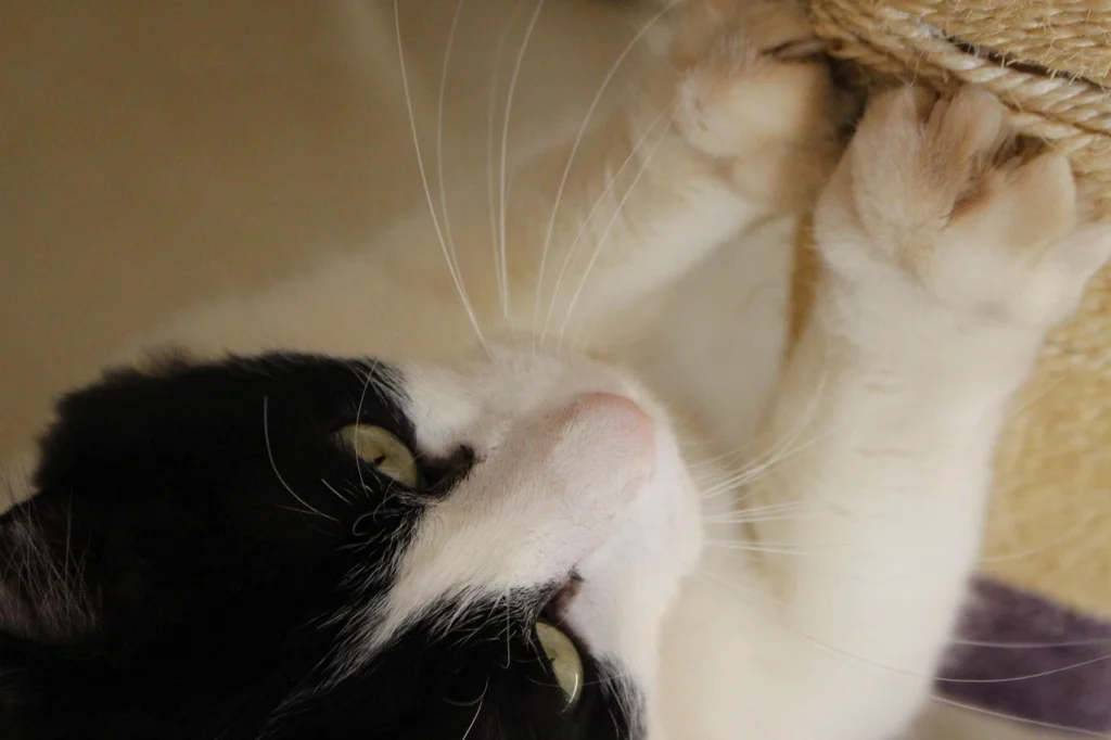 gato preto e branco usando arranhador para gatos