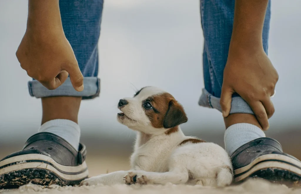 cachorro deitado no chão entre as pernas de moço de pé ilustrando o assunto de cuidados antes de adotar ou comprar cachorro