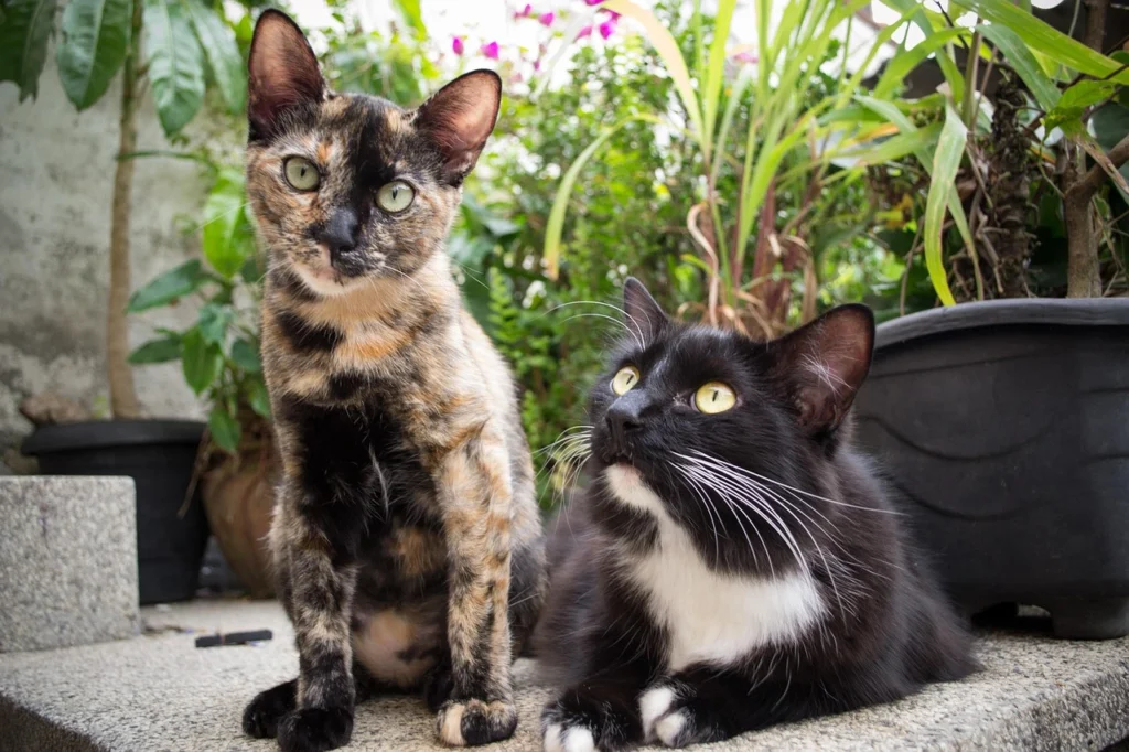 dois gatos um ao lado do outro ilustrando o tema cuidados antes de adotar ou comprar um gato