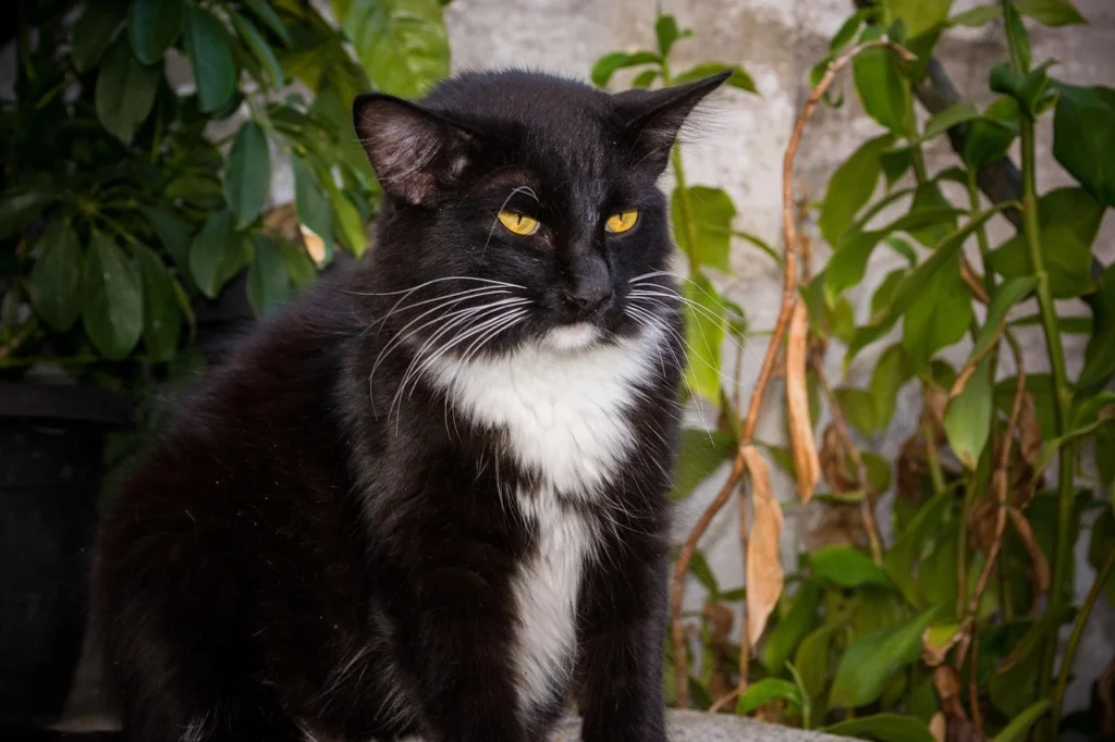 gato idoso preto e branco sentado ilustrando o tema como cuidar de gato idoso