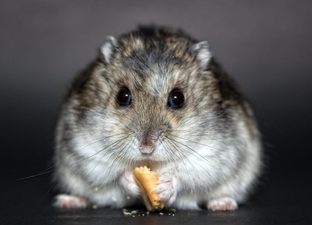 hamster anão russo comendo ilustrando o tema como cuidar do hamster anão russo