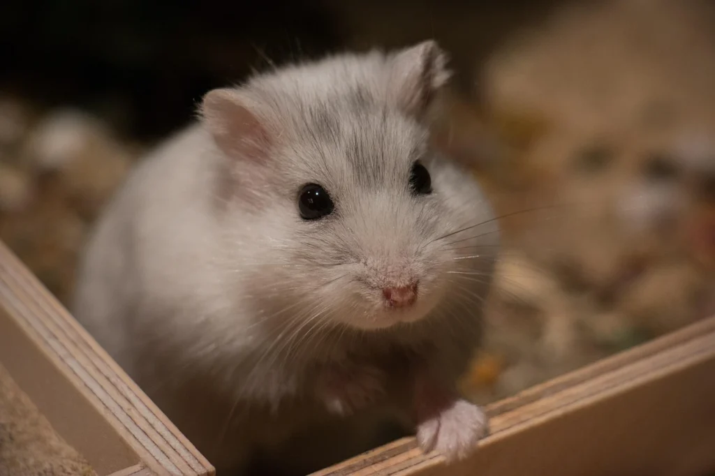 hamster em caixa com serragem olhando para cima ilustrando o tema de dicas para comprar hamster