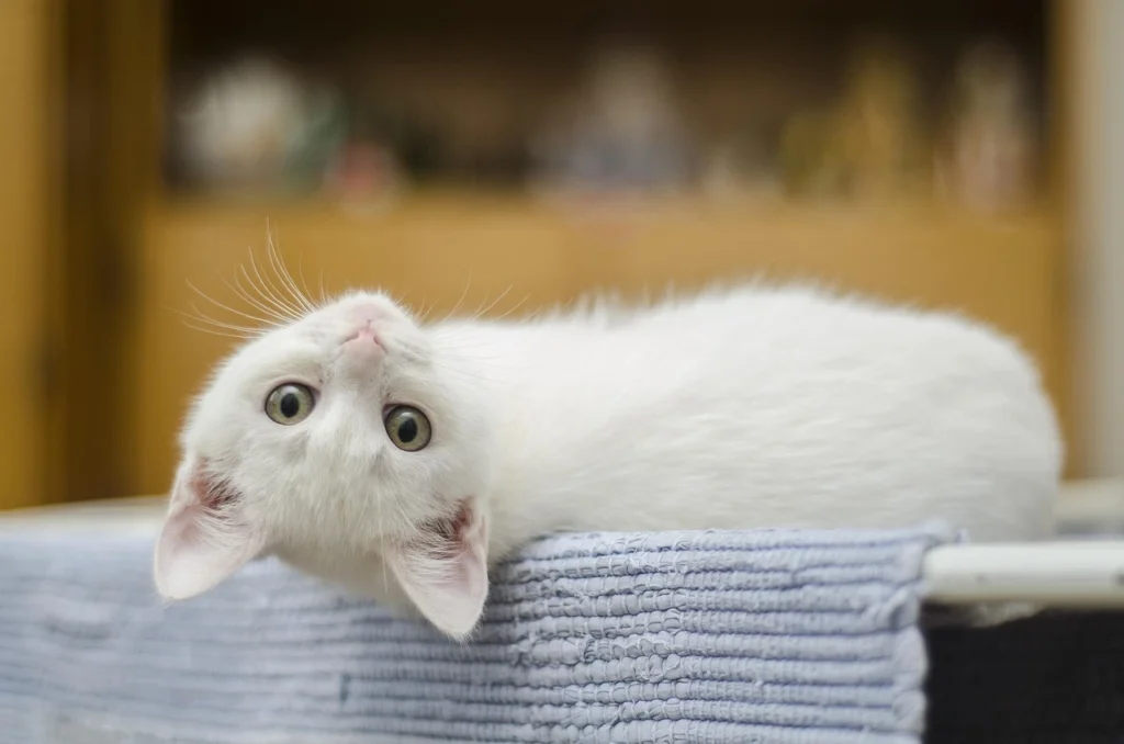 gato branco filhote deitado, olhando para a câmera de cabeça para baixo ilustrando o assunto quanto tempo gato leva para fazer o desmame