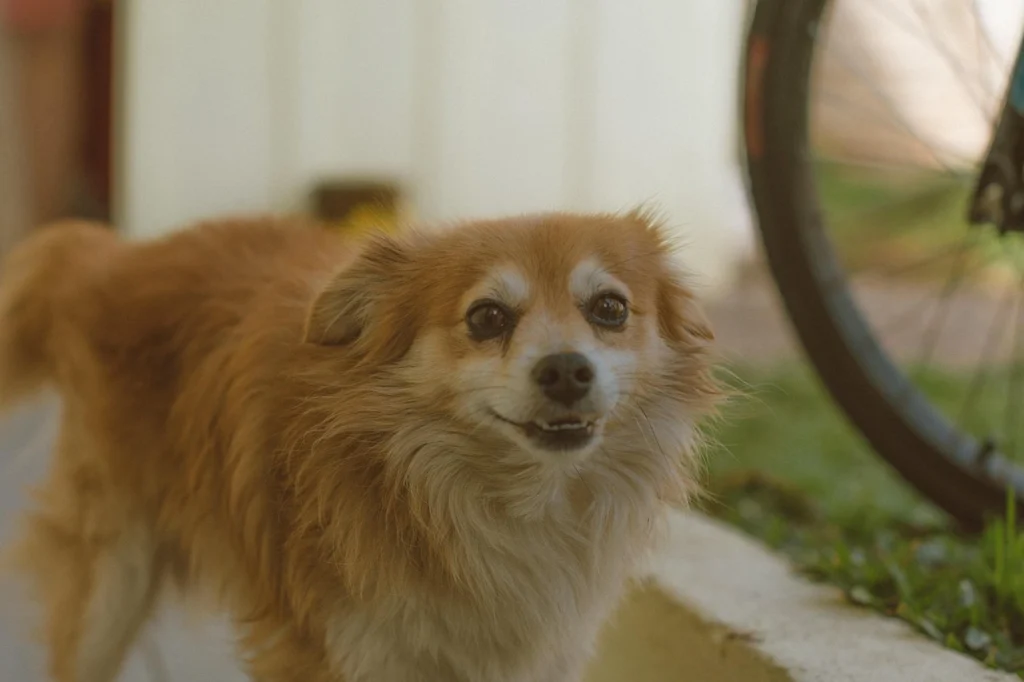 cachorro vira-lata sorrindo ilustrando o assunto as vantagens de adotar um cachorro vira-lata