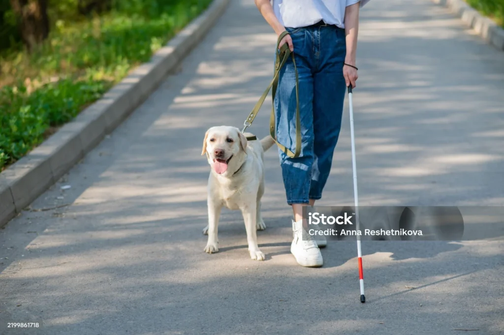 mulher cega ao lado de cão guia caminhando em um parque ilustrando o assunto sobre como cão guia e treinado