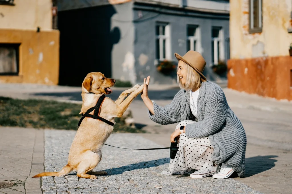 mulher tocando a pata de cachorro labrador ilustrando o assunto melhores raças de cachorro de companhia