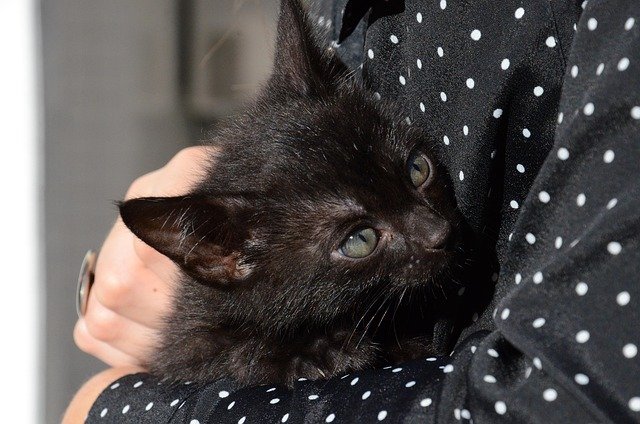 mulher com gatinho preto no colo ilustrando o assunto de cuidados com gatos filhotes