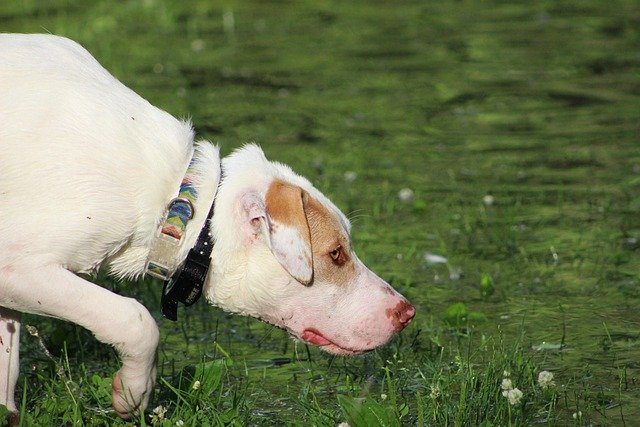 cão cheirando a grama com seu olfato do cachorro poderoso