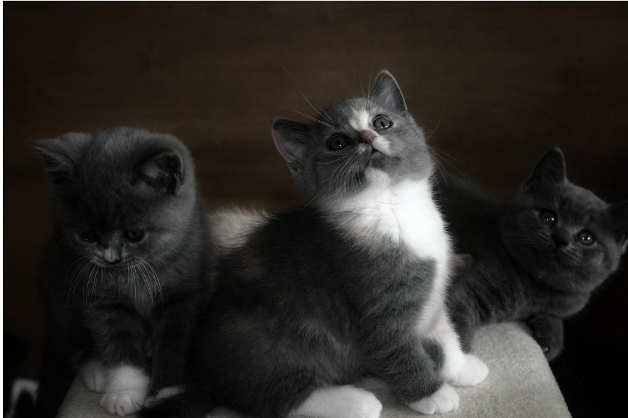 três gatinhos ilustrando o assunto de cuidados essenciais com gatos filhotes nos primeiros dias