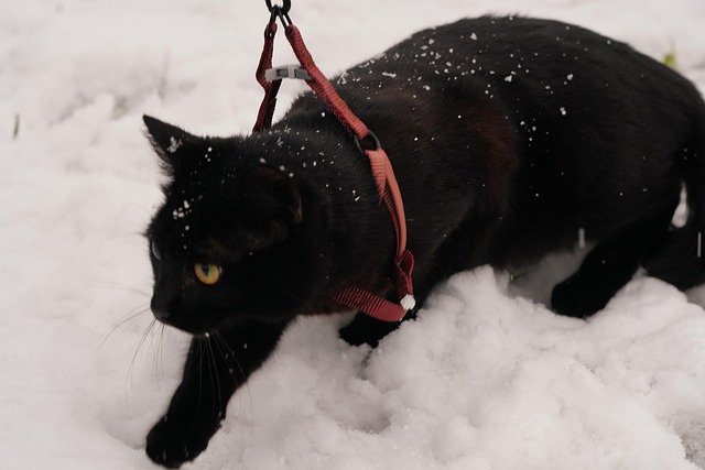 gato preto com coleira andando na neve, ilustrando o assunto de por que não deve colocar coleira em gato agitado