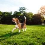 cachorro caminhando alegre em parque ilustrando o assunto cuidados com cachorros