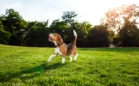 cachorro caminhando alegre em parque ilustrando o assunto cuidados com cachorros