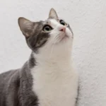 gatinho olhando curioso pra cima ilustrando o assunto de cuidados com a saude dos gatos