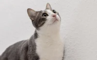 gatinho olhando curioso pra cima ilustrando o assunto de cuidados com a saude dos gatos