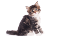 gato filhote com pelo escuro indicando cuidados de saúde com gatos filhotes