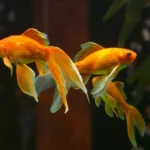 alevinos de kingios ou peixes dourados ilustrando o assunto de como cuidar dessa espécie de peixe