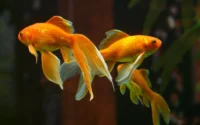 alevinos de kingios ou peixes dourados ilustrando o assunto de como cuidar dessa espécie de peixe