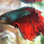 peixe beta em aquario ilustrando o assunto como limpar aquario de peixe beta