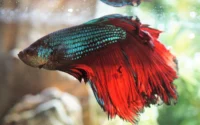 peixe beta em aquario ilustrando o assunto como limpar aquario de peixe beta