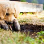 cachorro filhote com as patas sujas ilustrando o assunto sobre como escolher banho e tosa perto de mim