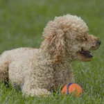 cuidados com cachorro filhote