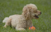 cuidados com cachorro filhote