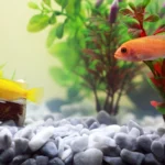 peixes amarelo e laranja em aquario cheio de plantas aquaticas ilustrando o assunto de como cuidar de peixes no aquario