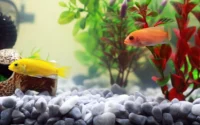 peixes amarelo e laranja em aquario cheio de plantas aquaticas ilustrando o assunto de como cuidar de peixes no aquario