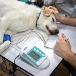 cachorro sendo cuidado por veterinário ilustrando o assunto como escolher clinica veterinaria