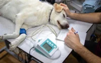 cachorro sendo cuidado por veterinário ilustrando o assunto como escolher clinica veterinaria